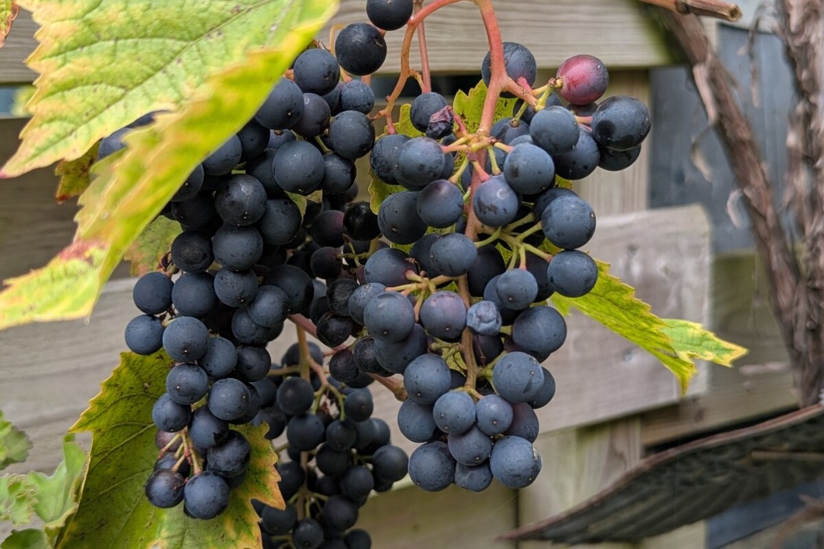 Rijpe druiventrossen in de tuin na een warme en droge zomer