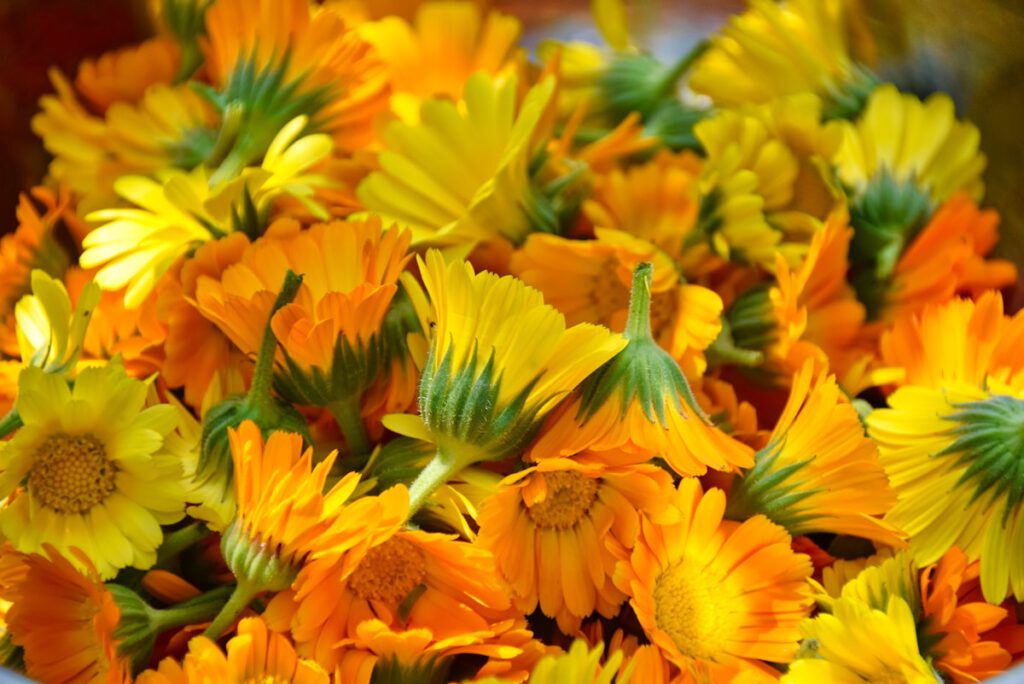 Een verzameling oranje en gele goudsbloemen