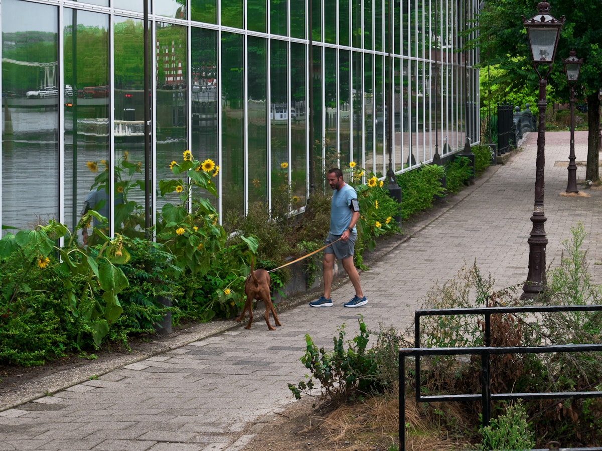 Een wandelaar met een aangelijnde hond langs een kas en een tuinpad