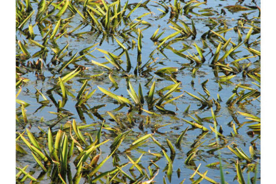 Krabbenscheerplanten in het water