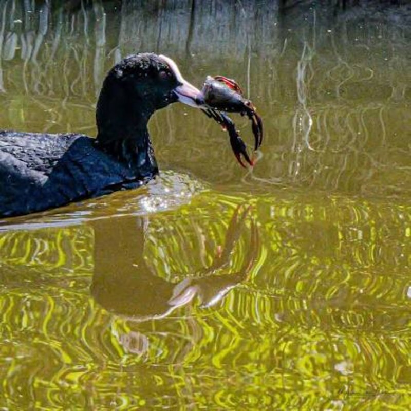 Meerkoet met een Amerikaanse rivierkreeft in de snavel