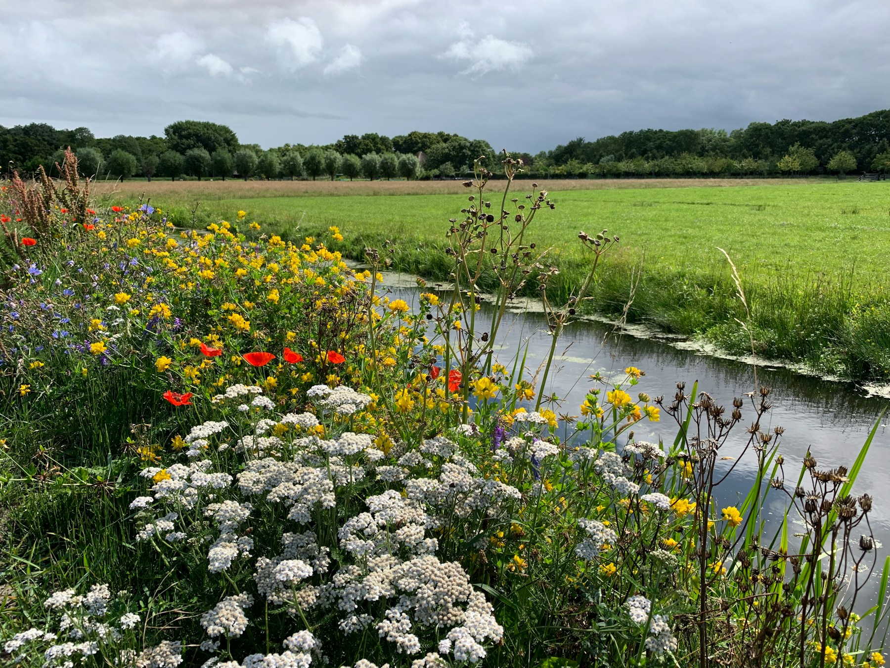 Bloeiende planten langs een groene sloot