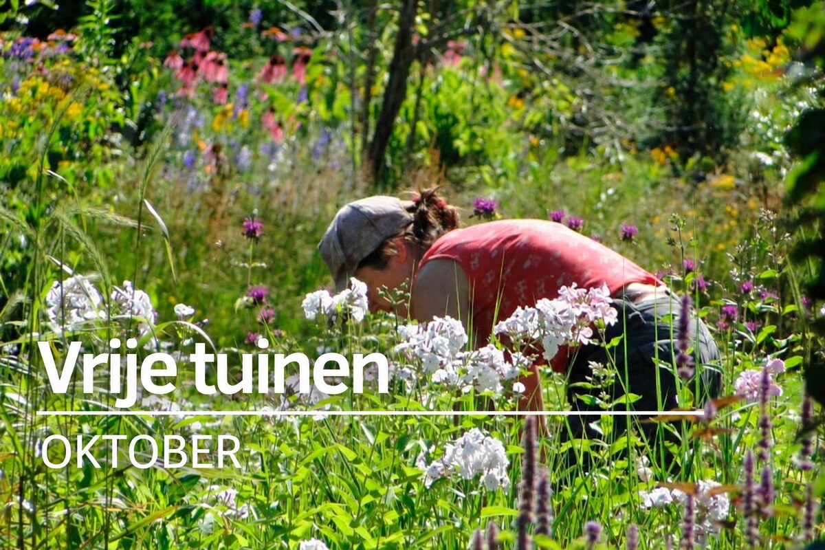 Vrije tuinen bij TV Cronesteyn, oktober 2026