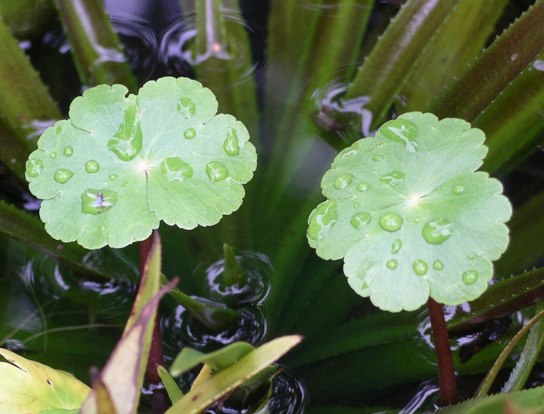 Grote waternavel met ronde gelobde bladeren langs het water