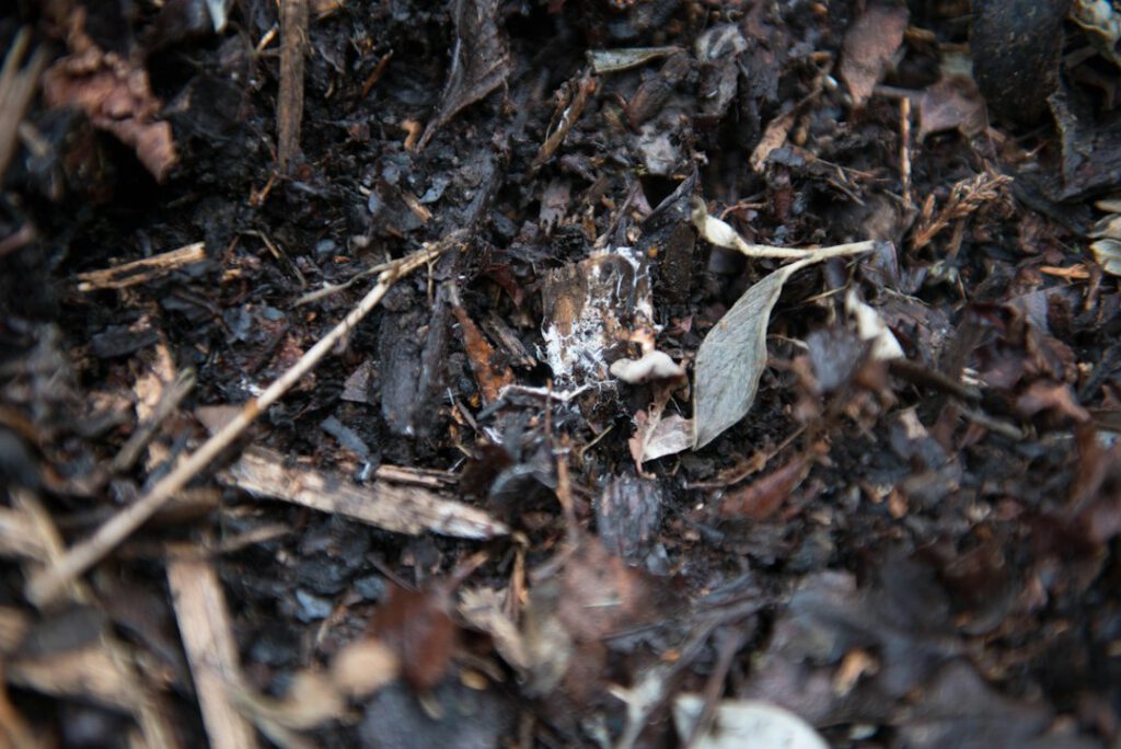 Herfstig organisch materiaal en schimmels tussen bladeren en mulch