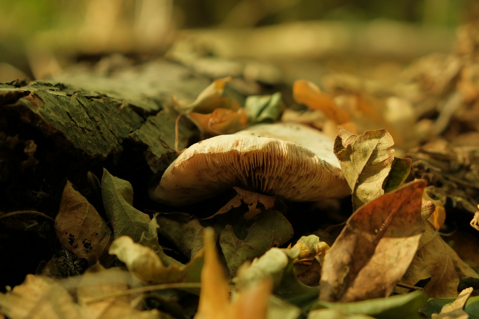 Paddenstoel tussen afgevallen herfstbladeren op de bosbodem