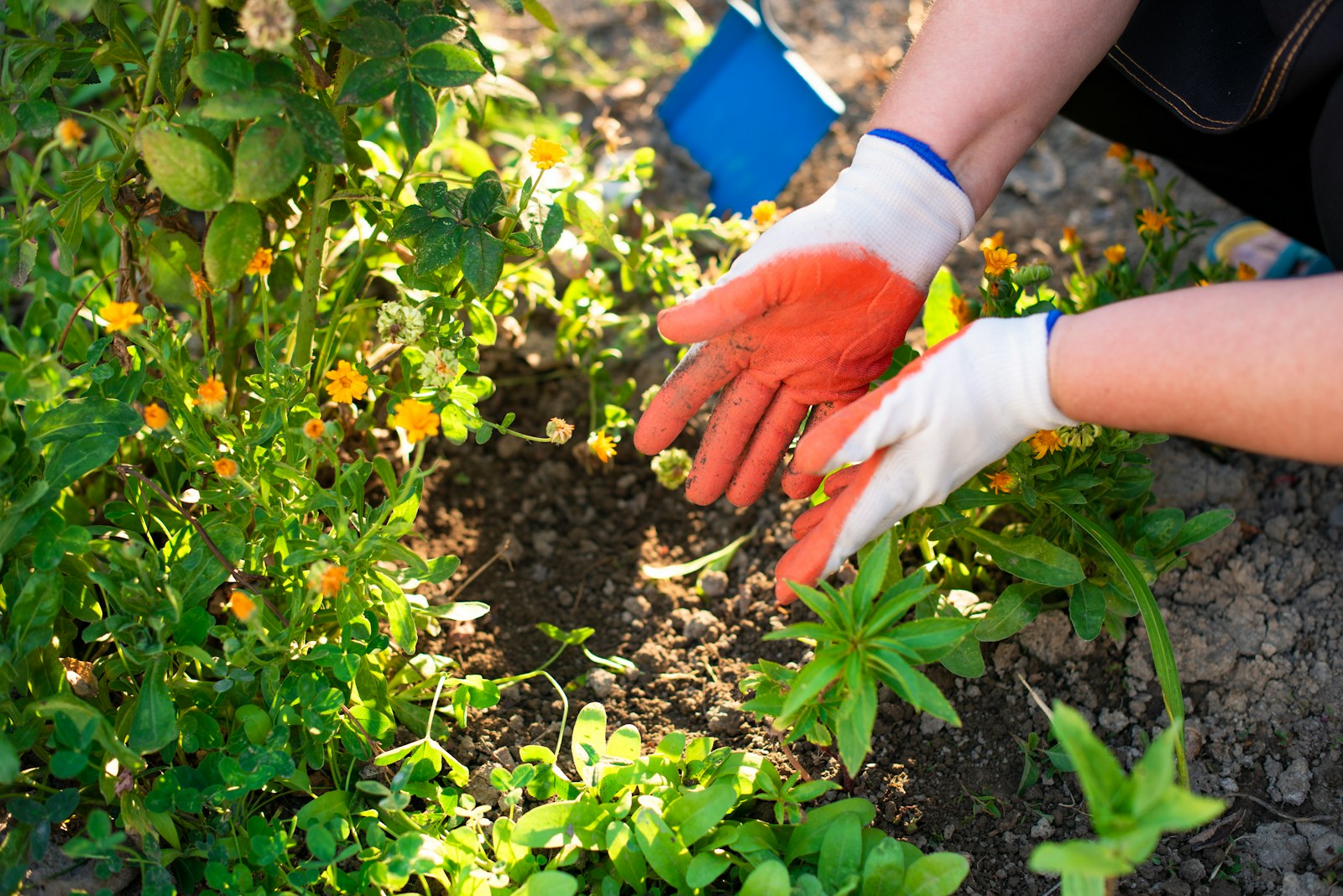 Handen met tuinhandschoenen tijdens herfstig tuinwerk tussen de planten