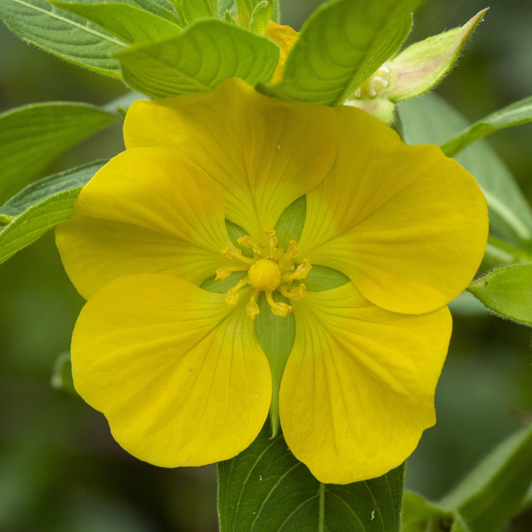 Waterteunisbloem met een gele bloem en langwerpige bladeren