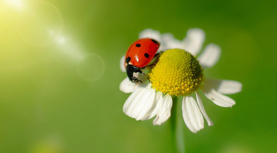 ruslan-sikunov-URHE9dZYQSg-unsplash